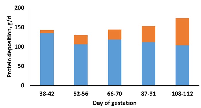 Dynamics Of Protein Deposition In Gestating Sows And Precision Feeding