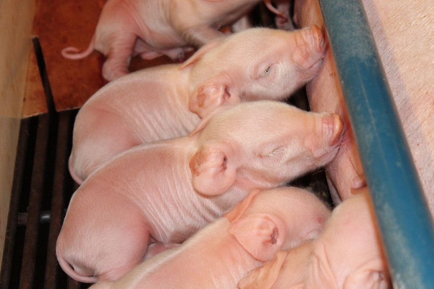 Diarrhea in newborn pigs? Consider mesocolon edema syndrome