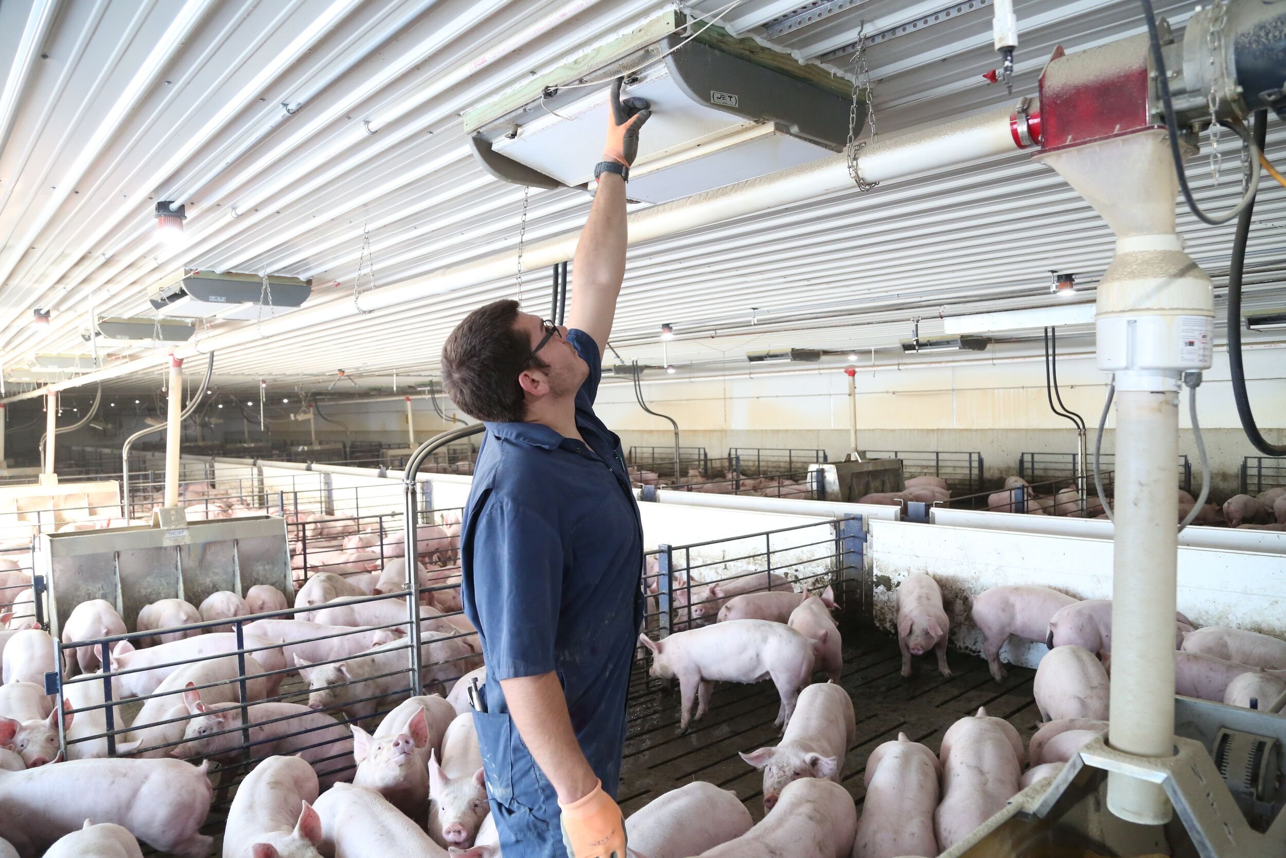Get swine barns ready for summer now - Vimarsana News