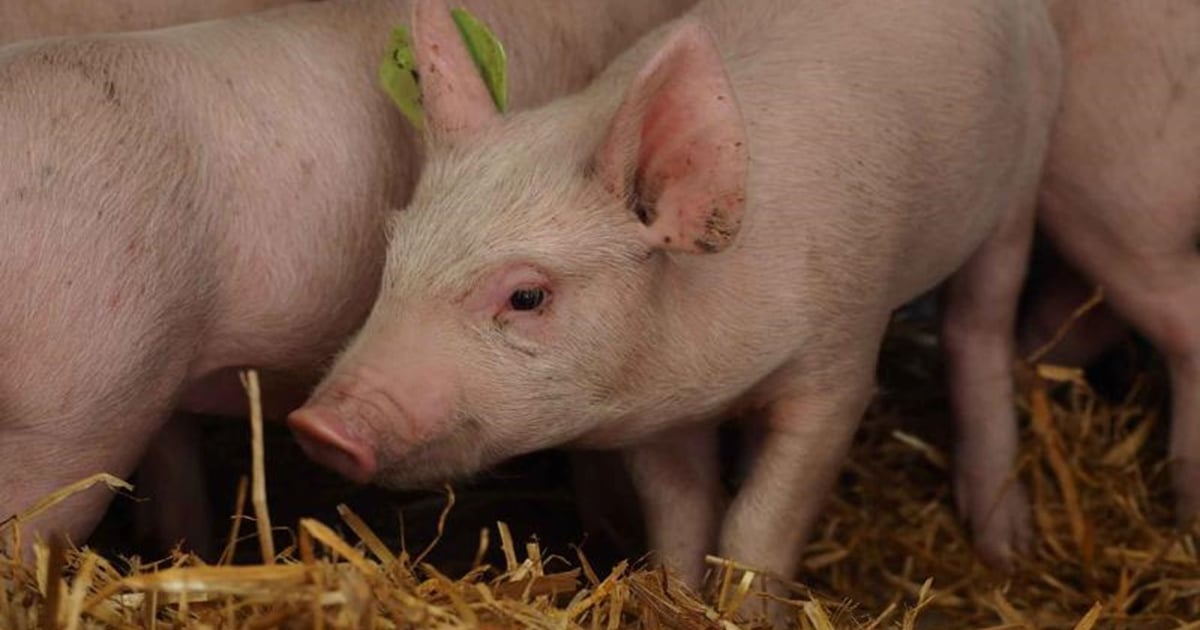 Researchers find potential for Babraham pig to be used as a biomedical ...
