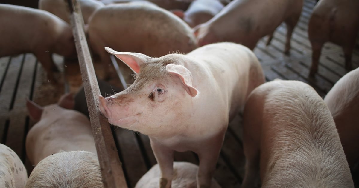 U.S. hog industry: 40 years of consolidation and transformation