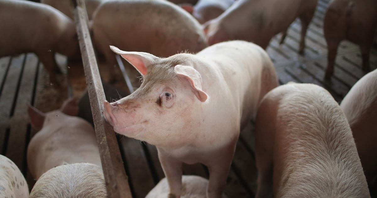 U.S. hog industry: 40 years of consolidation and transformation