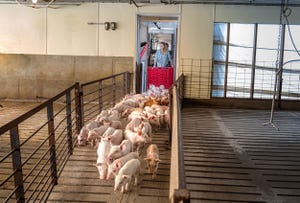 Real Pork – Pigs Arriving to Finisher.jpg