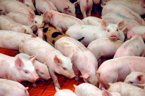 Pork Packers Face Worst Margins Since 2014 on U.S. Hog Shortage