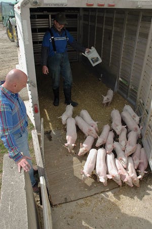 High-Health Status the Goal of 30 pigs/sow/year