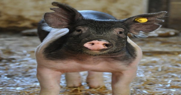 See the National Hog Farmer 