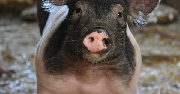 Perfect Hogs See the National Hog Farmer