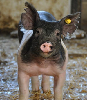 See the National Hog Farmer "Hogs are Beautiful" Winners!