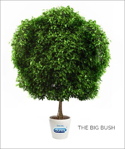 THE BIG BUSH
