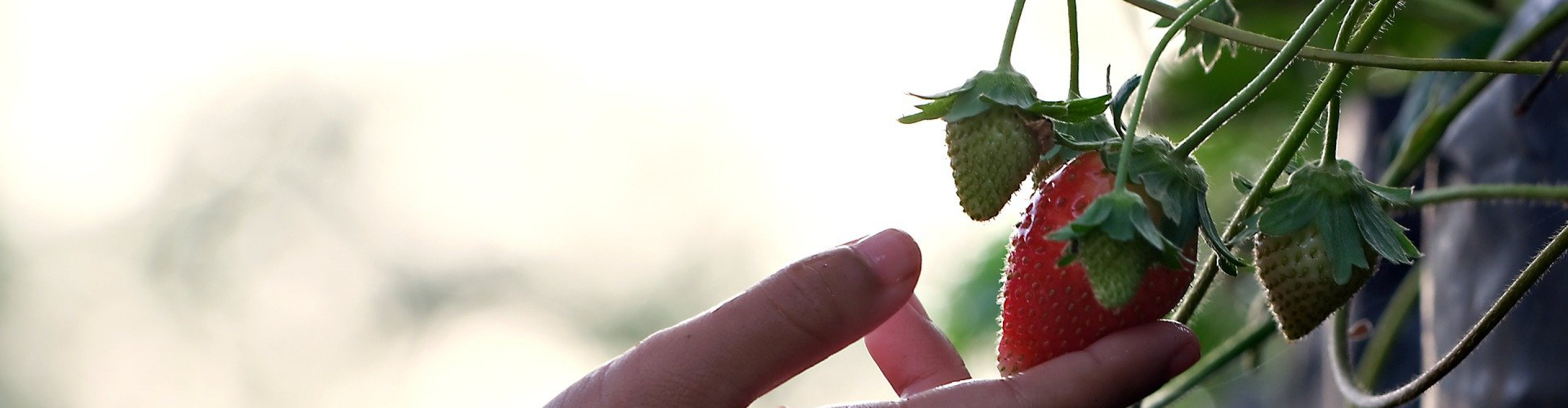 A person touching a strawberry