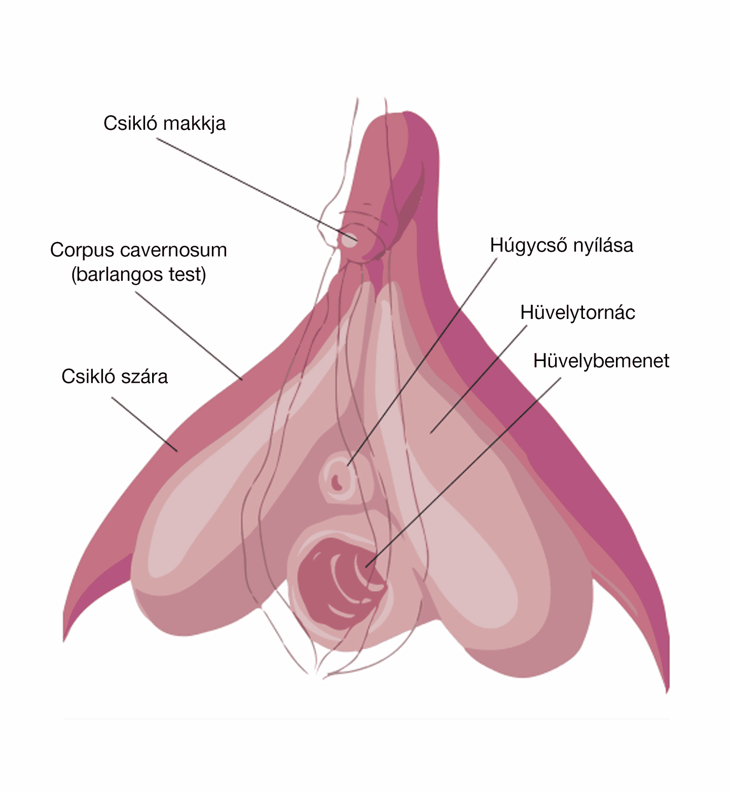 Közelkép a csiklóról