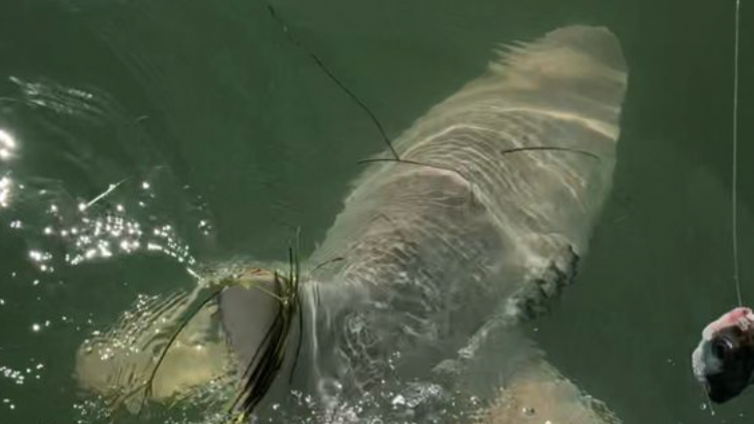 Bull Shark Trailing line from hook in mouth Our beautiful pictures
