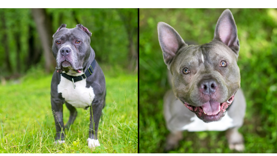 The XL American Bully Ban: Why It Cannot Work - The Stork