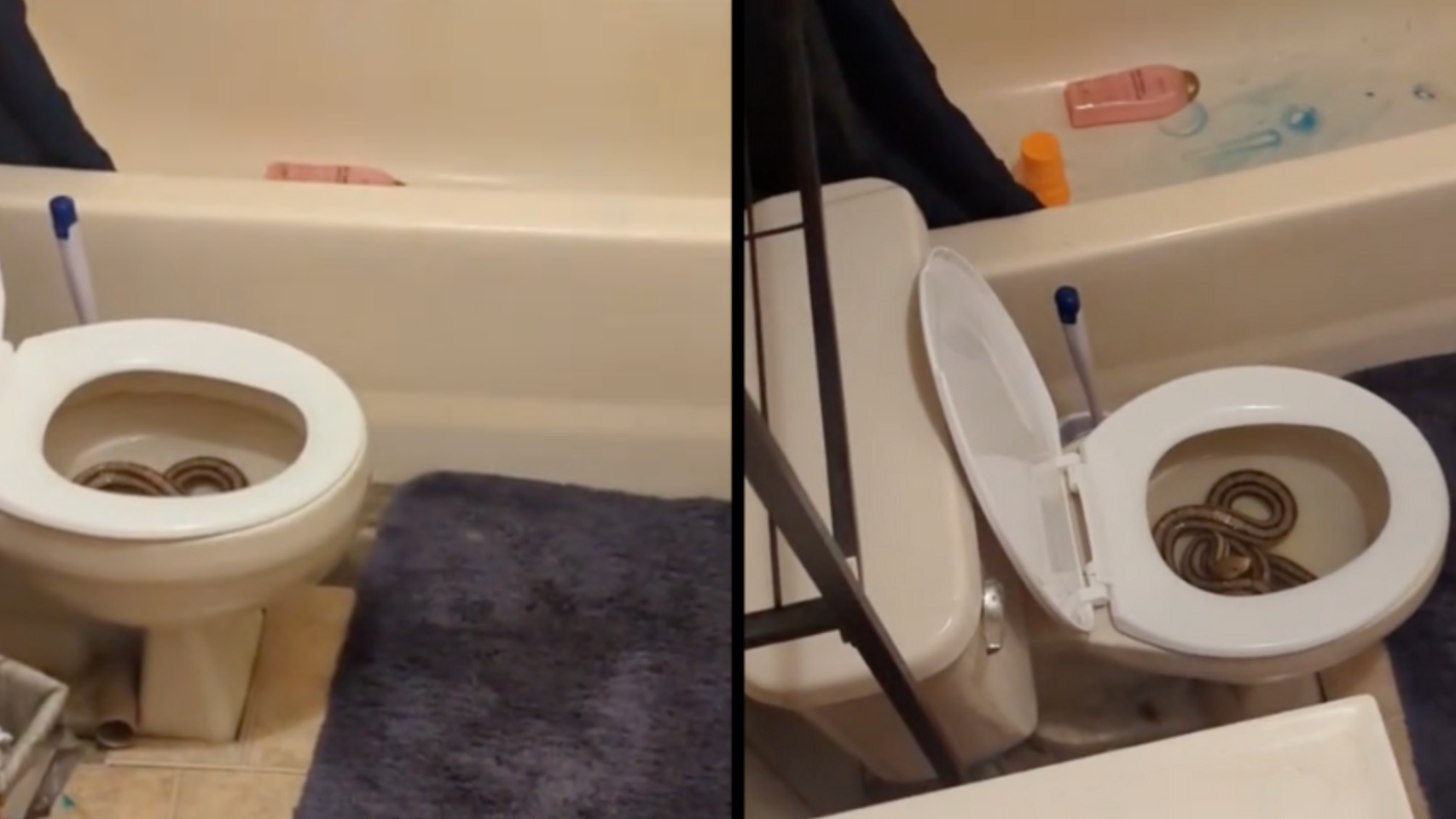 Australian woman bitten by snake in toilet - BBC News