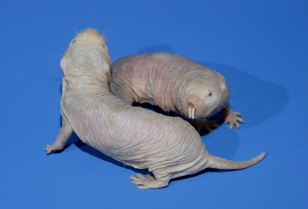 Longevity gene from naked mole rats extends lifespan of mice : News Center