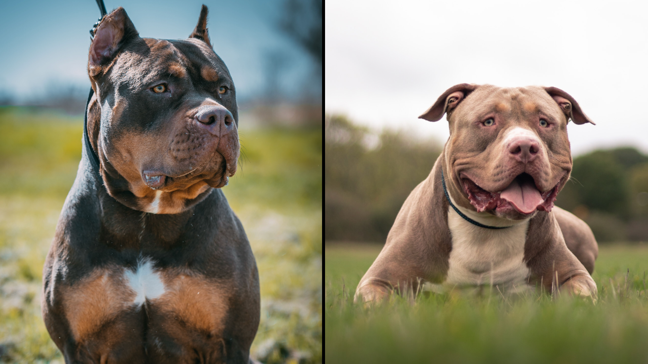 XL bully dogs to be banned from end of this year, UK News