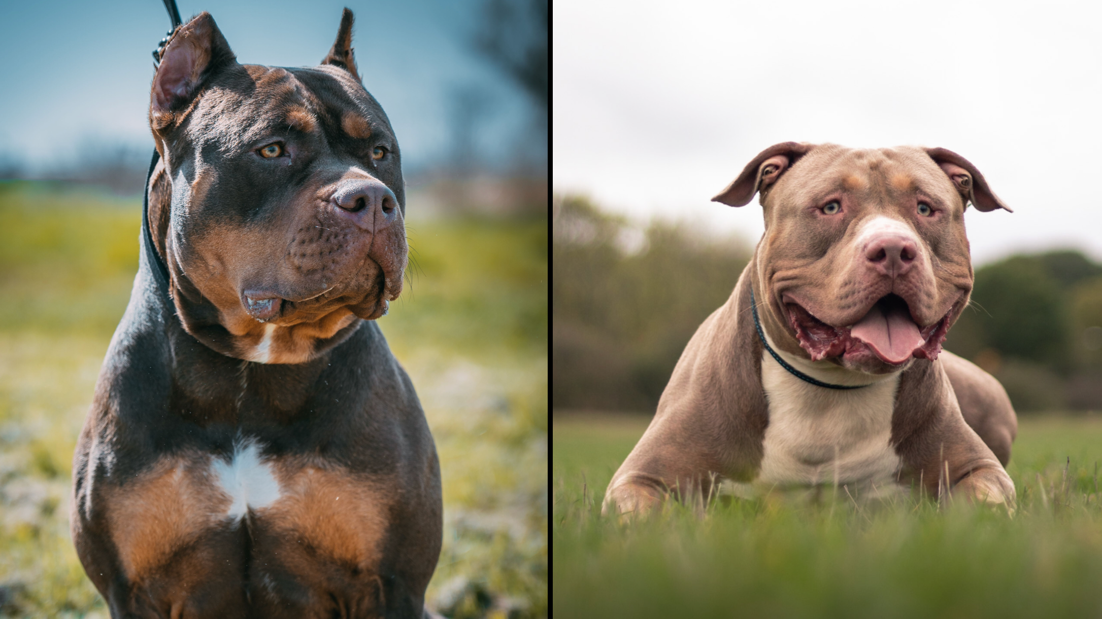 XL bully dogs to be banned from end of this year