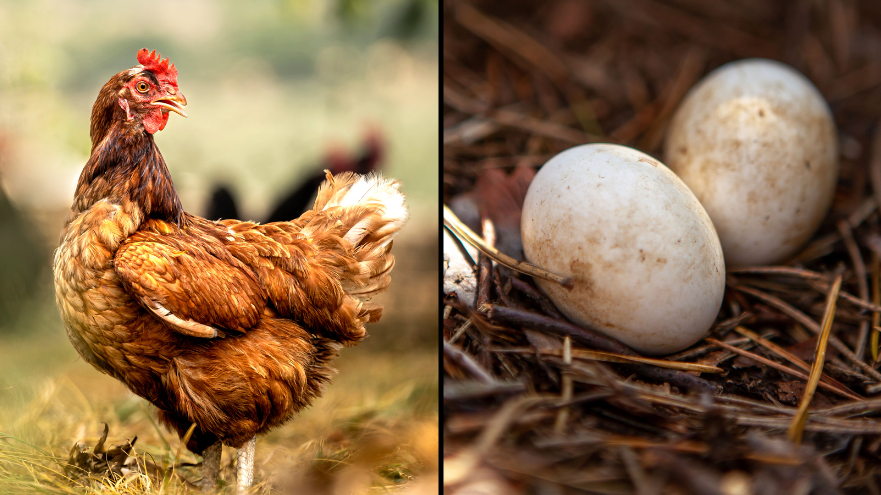 Scientists have finally answered whether chicken or egg came first