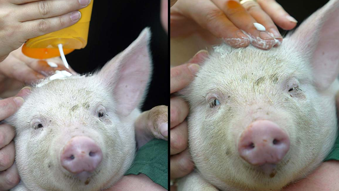 can you use human sunscreen on pigs