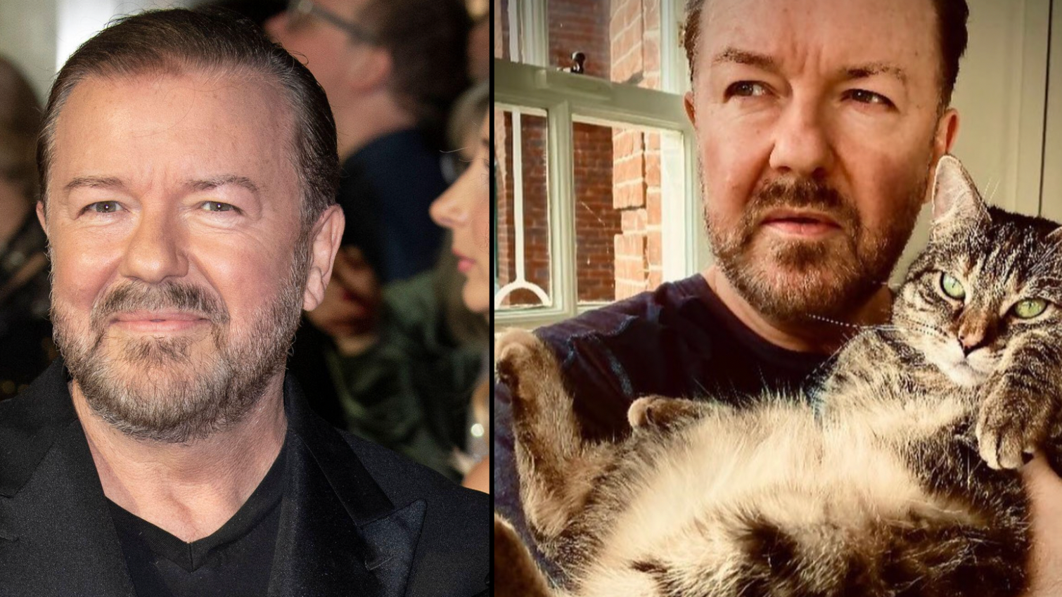 Ricky Gervais' Twitter-famous cat Ollie dies aged 16 - NZ Herald