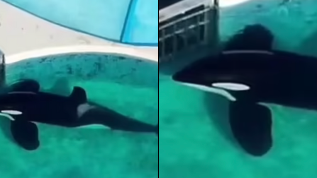 Heartbreaking timelapse shows 'world's loneliest orca