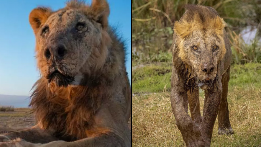 Six more lions speared to death by Kenyan herders just days after