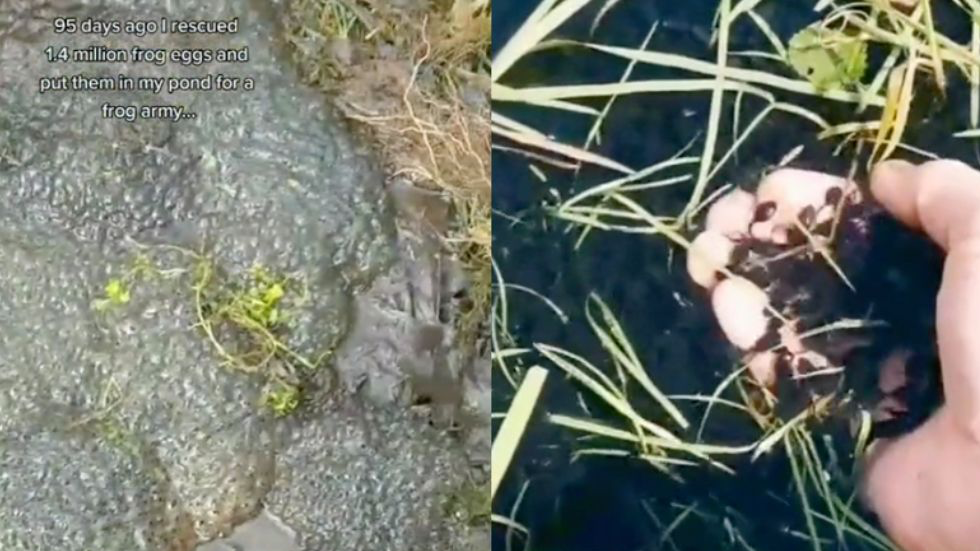 What Is The TikTok Frog Army? Controversy & Potential Disaster - Vimarsana News