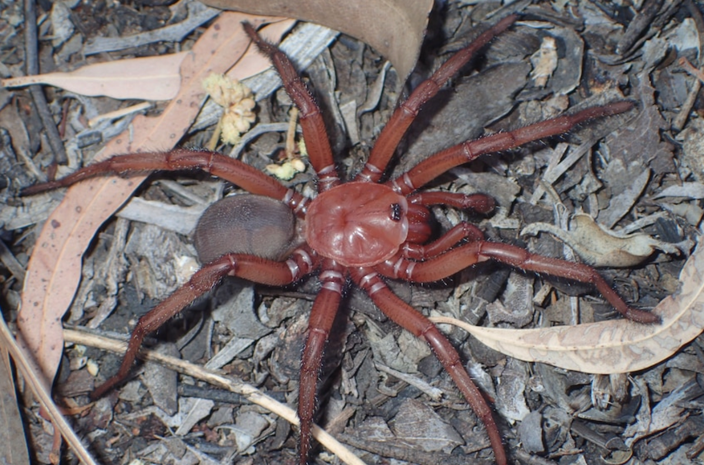 What Is A Trap Door Spider?