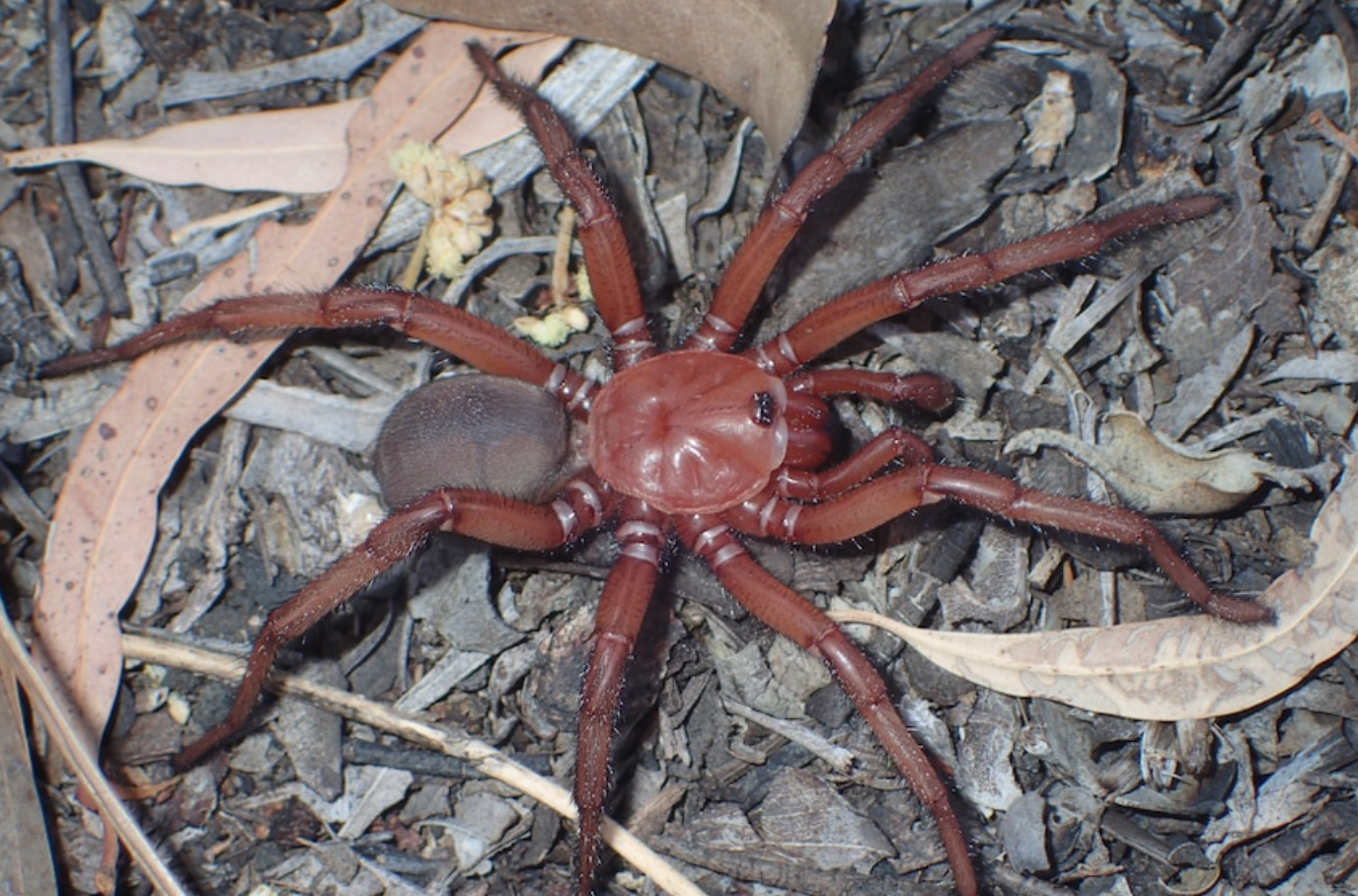 New species of trapdoor spider confirmed in Australia