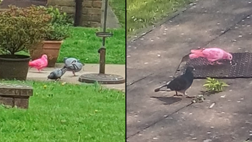 UK Mum Confused After Spotted 'Rare' Bright Pink Pigeon Outside Her House - Vimarsana News
