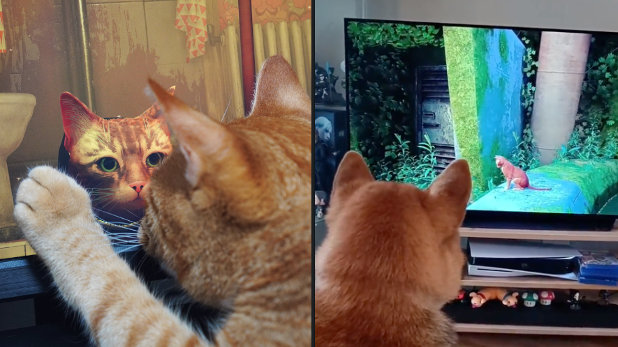 Real-life cats react to Stray and the internet loves it