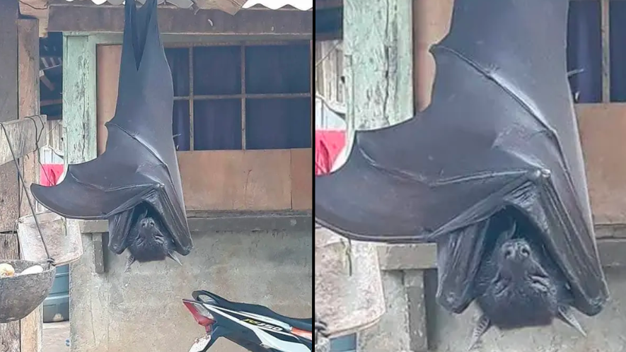 human sized bat