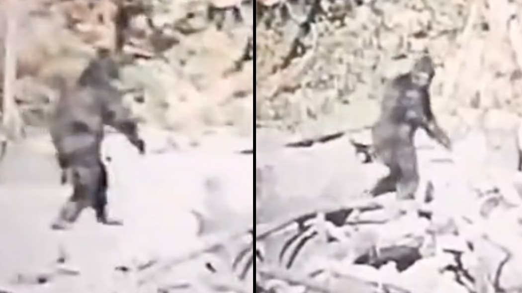 Bigfoot footage stabilised by AI technology to show 'what it really is'