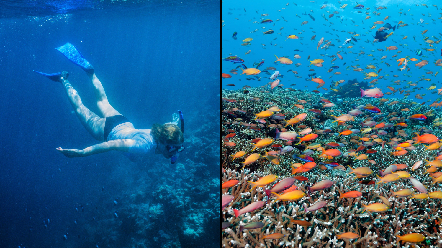 Record Coral Cover Found At The Great Barrier Reef After Mass Bleaching Event - Vimarsana News