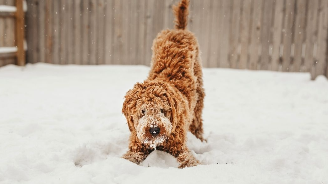 what temperature is too cold to walk my dog