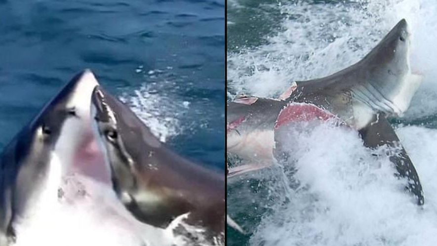 Cannibal great white sharks rip chunks out of each other in brutal attack - Vimarsana News