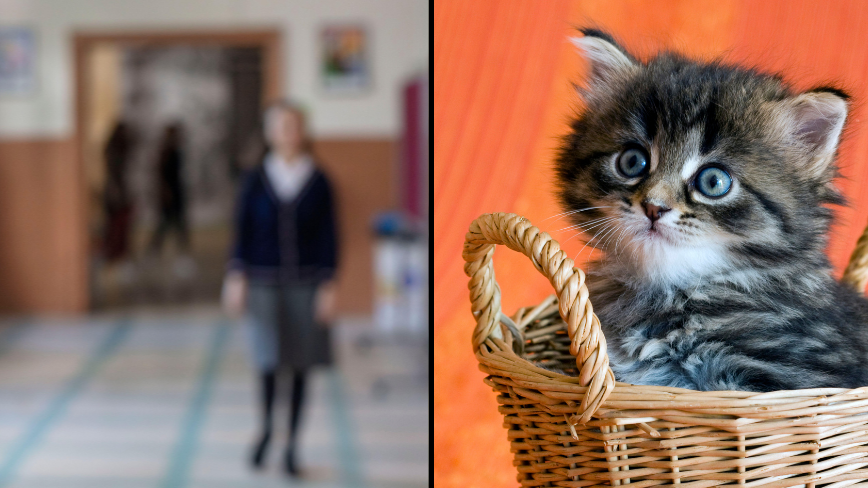 Aussie politician lashes out at schoolgirl who identifies as a cat - Vimarsana News