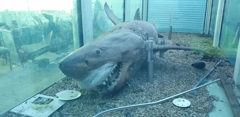 Eerie Moment Urban Explorer Finds Dead Squid And Shark In Abandoned Aquarium