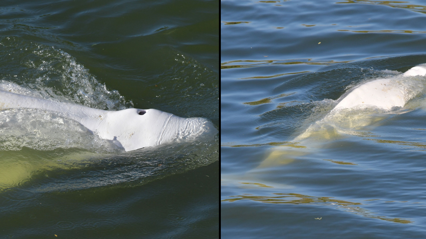 Beluga whale trapped France's Seine River dies