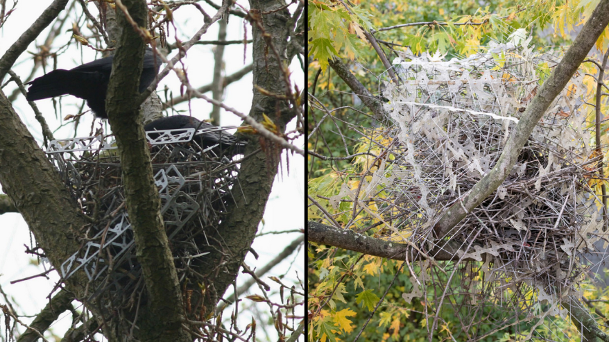 Birds Are Using Anti-Bird Spikes to Build Nests, Research Finds