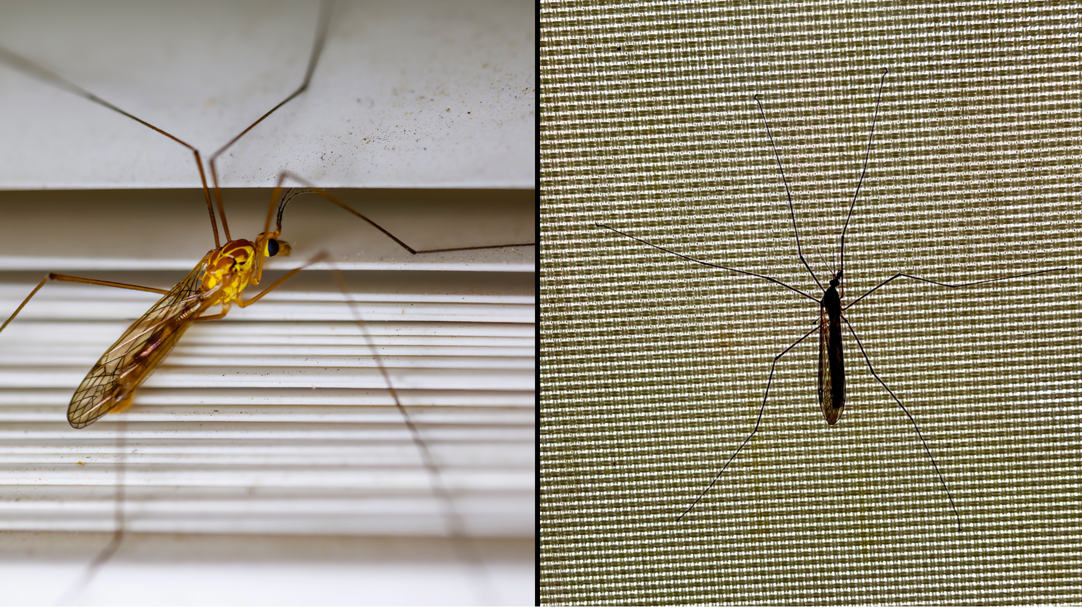 Daddy Longlegs Won't Kill You - Cool Green Science