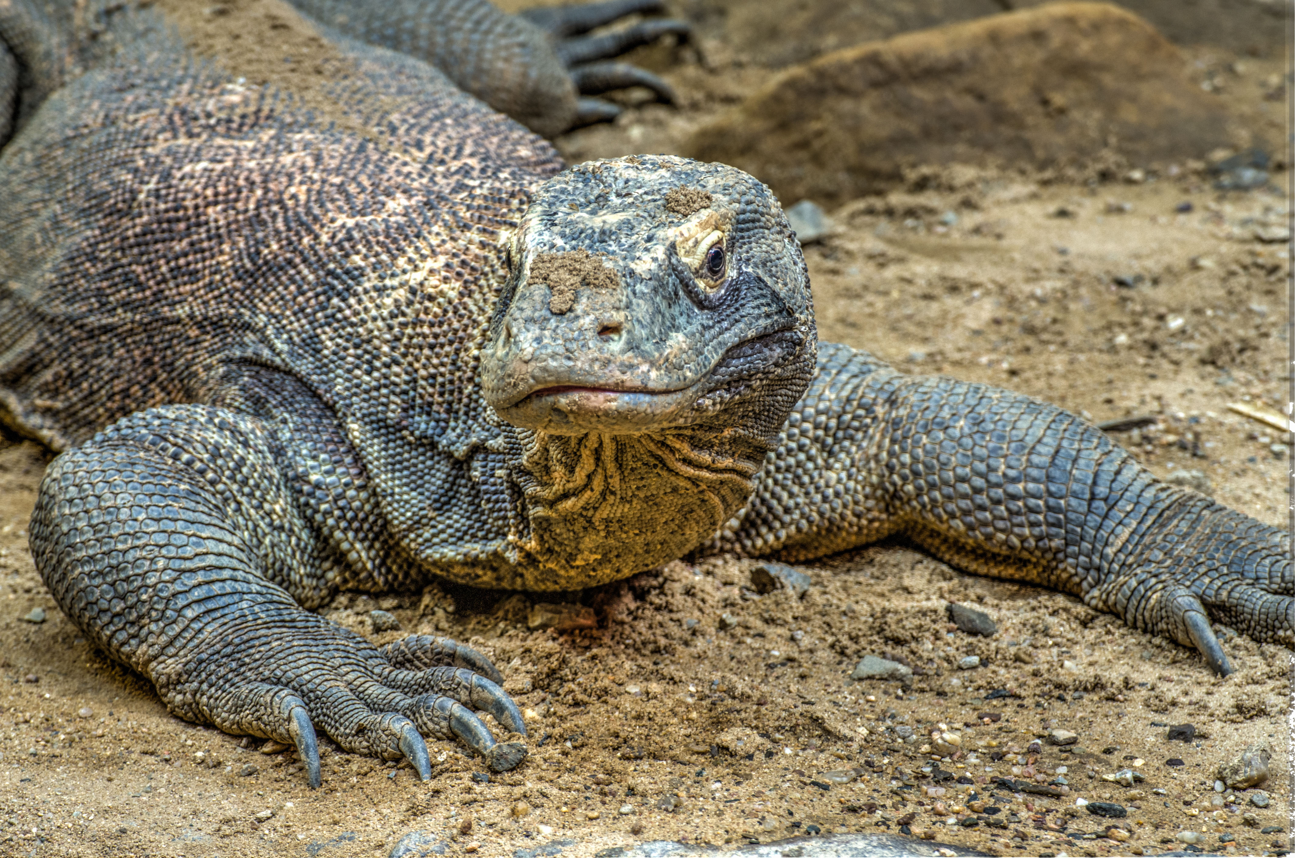 Shocking effects of a Komodo dragon bite after just a few days