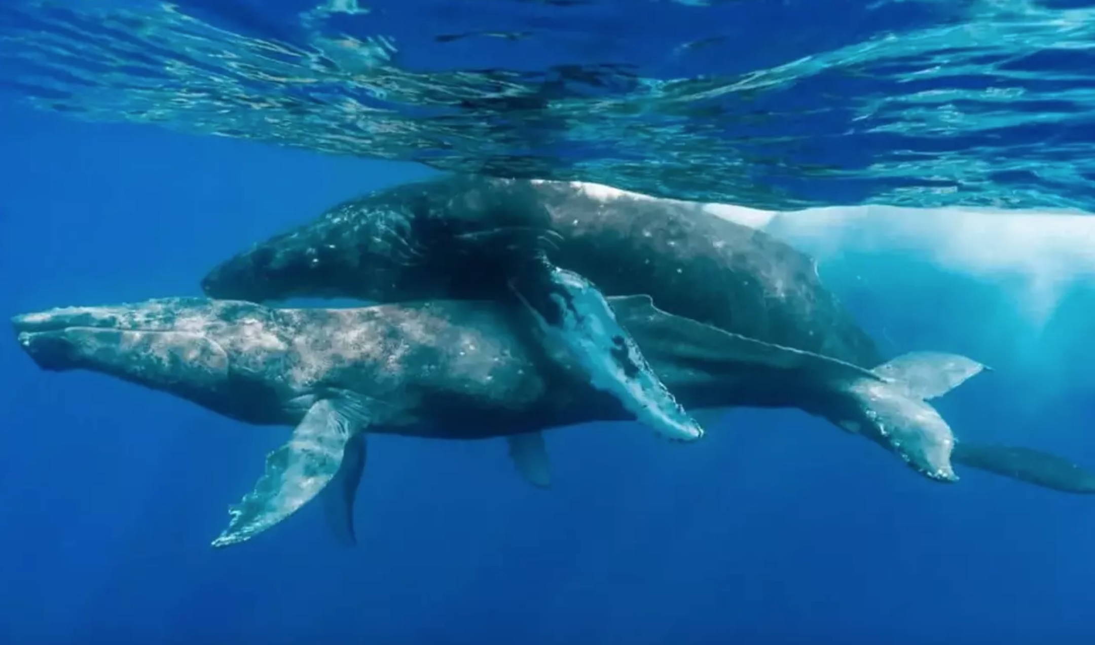 Gay humpback whales pictured having sex in never-before-seen photos