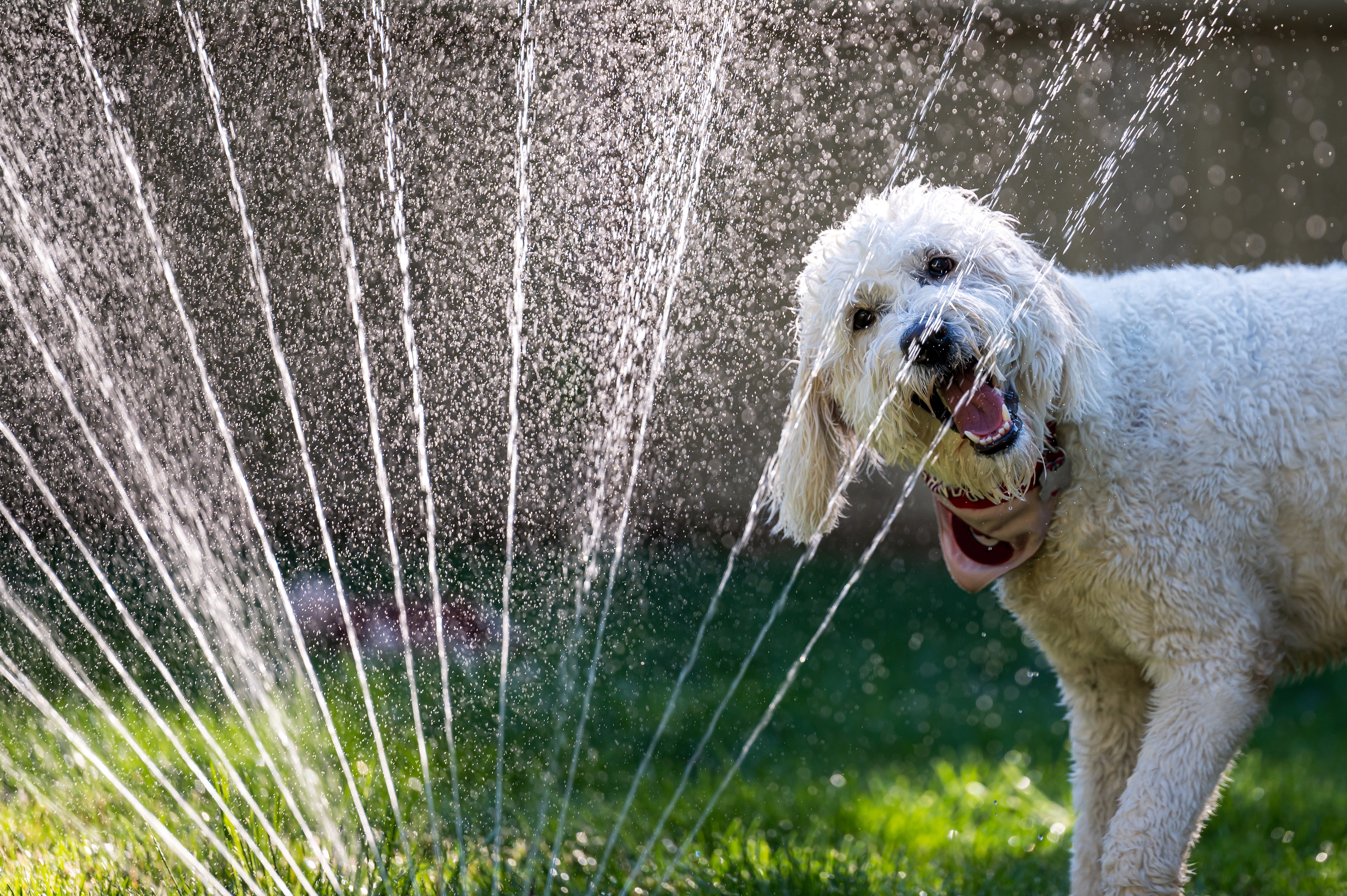 Sprinklers tin  support  dogs chill  and entertained. (Getty Stock Images)