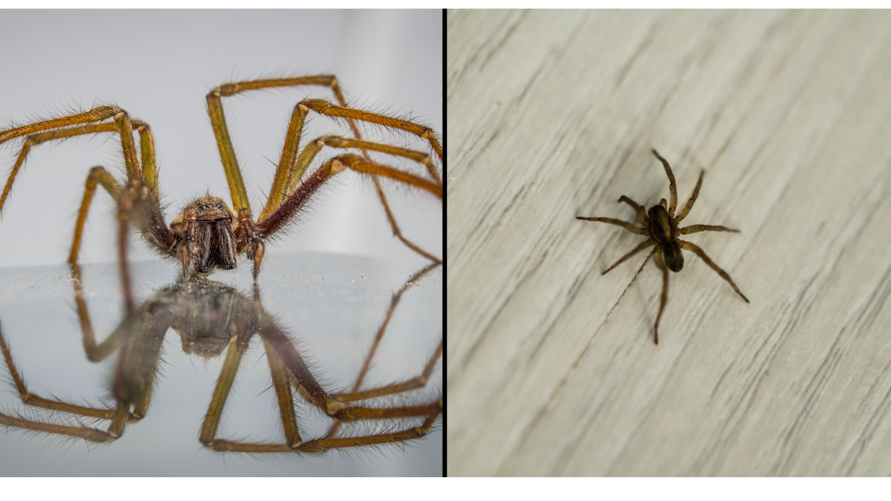 It's spider mating season: Why you're seeing spiders in your home now