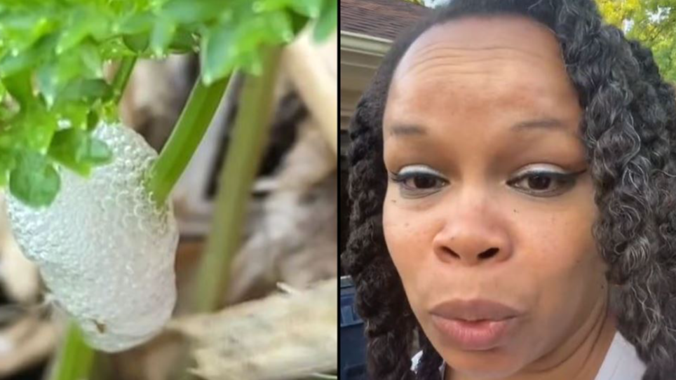Woman Makes Shocking Discovery Inside ‘Harmful’ Froth Plants Spotted In