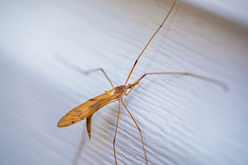 Spider expert explains the one thing you should always do when you see a  daddy long legs in your home