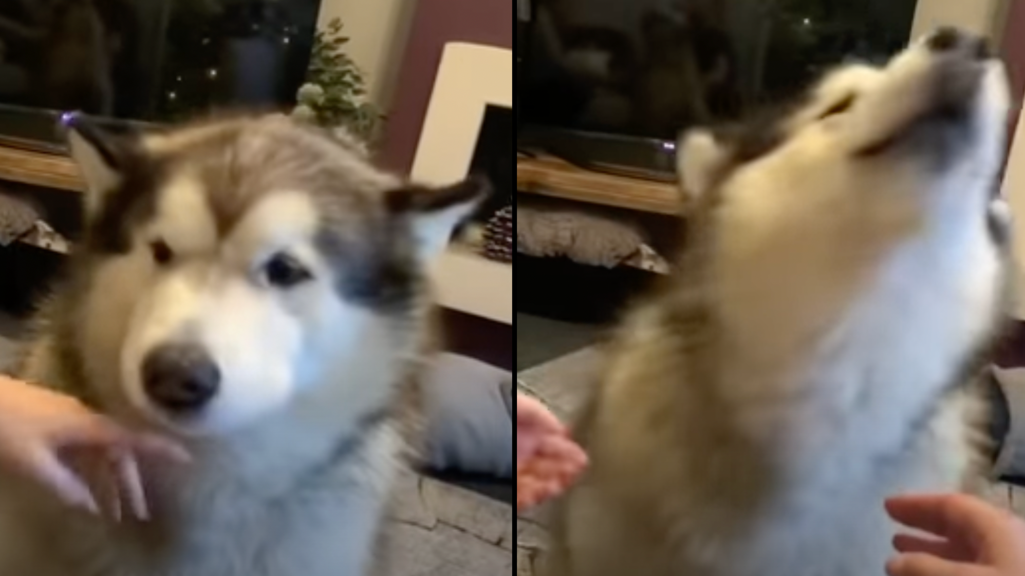 People in stitches as malamute dog barks most articulate woof ever heard TikTok LADbible
