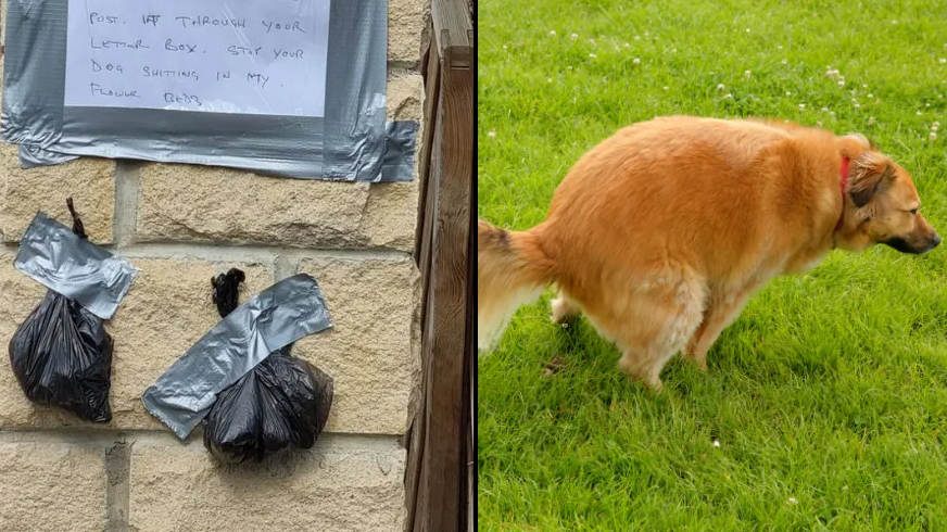 can you put dog poop in your bin