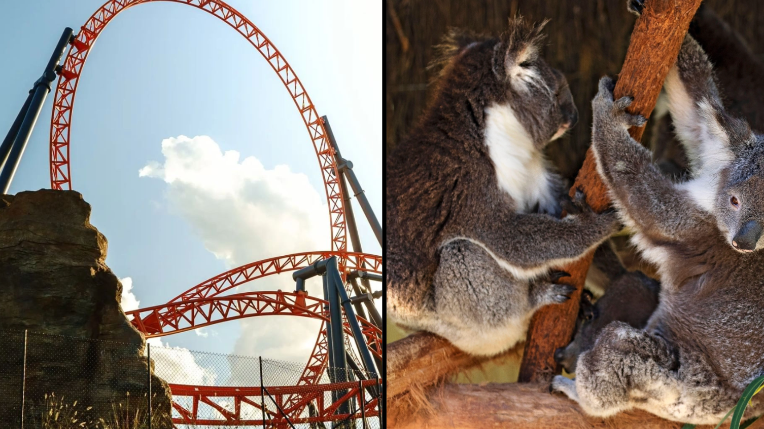 Dreamworld Spent Millions Of Dollars Meant For Koala Research On A Rollercoaster - Vimarsana News